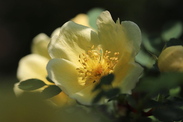 ramo de rosas y lisianthus en tonos suaves